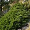 Juniper cossack tamariscifolia